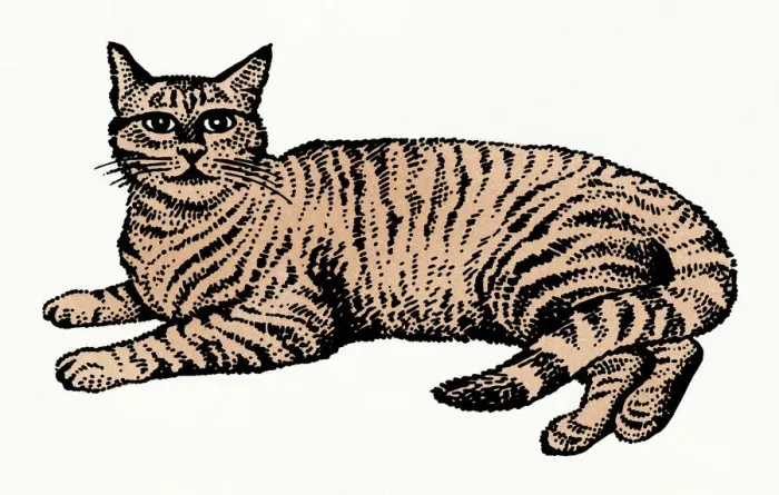 Framed Print : Illustration of tabby cat