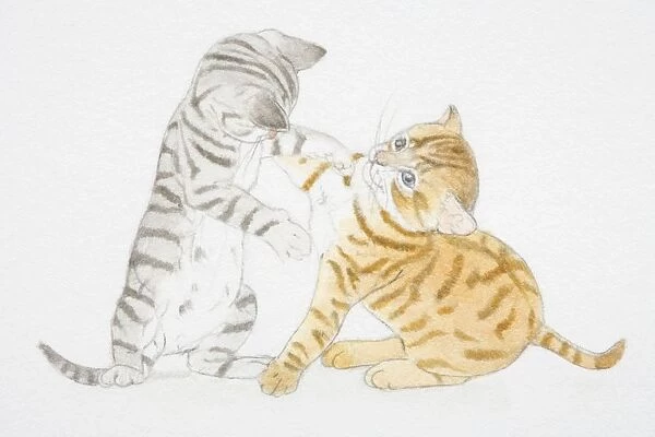 Illustration, two tabby kittens playing
