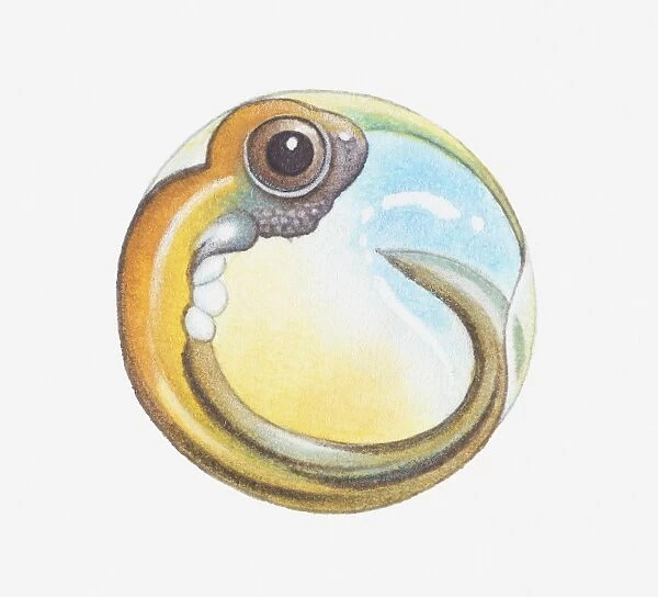 Illustration of tadpole inside egg