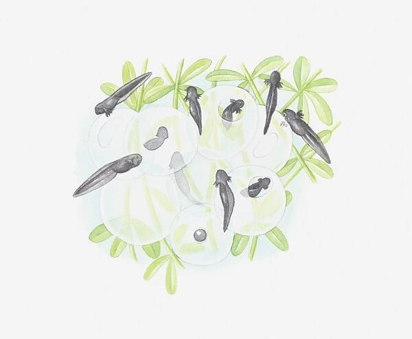 Illustration of tadpoles emerging from eggs