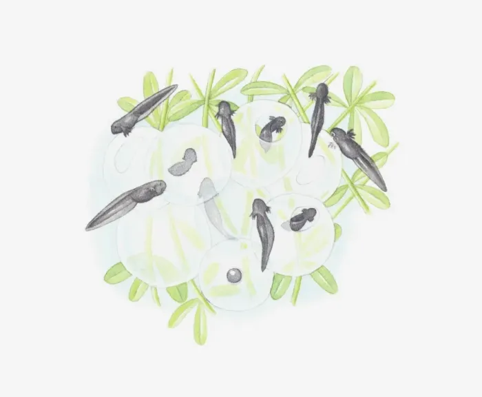 Framed Print : Illustration of tadpoles emerging from eggs Framed Print : Illustration of tadpoles emerging from eggs