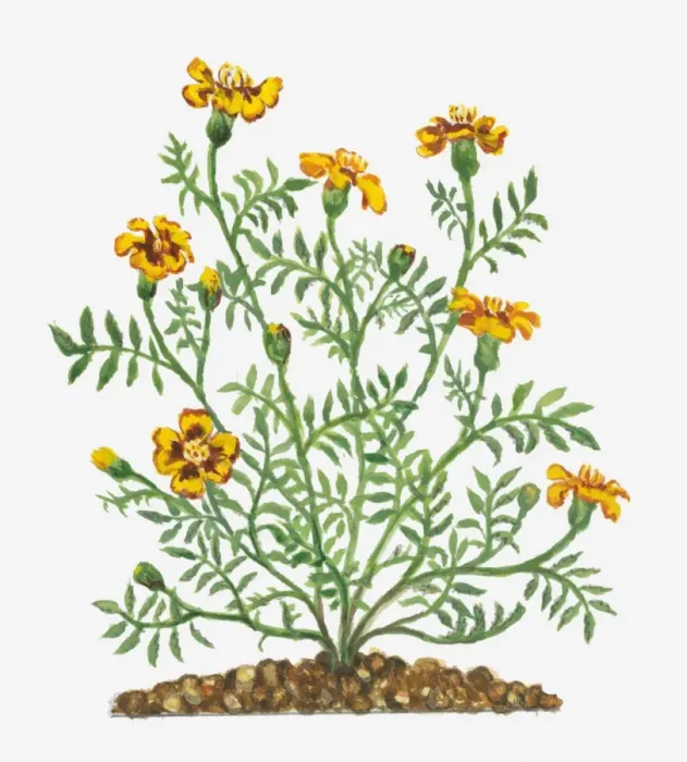Framed Print : Illustration of Tagetes patula (French Marigold) bearing vibrant yellow flowers and buds with green leaves on long stems Framed Print : Illustration of Tagetes patula (French Marigold) bearing vibrant yellow flowers and buds with green leaves on long stems