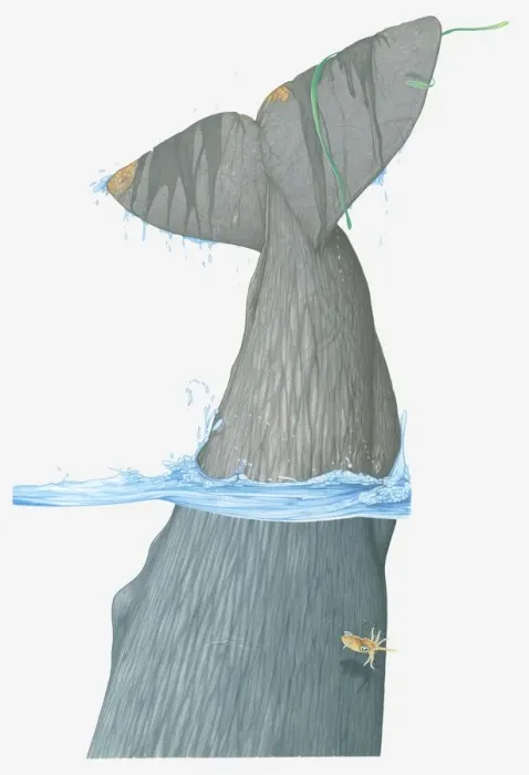 Framed Print : Illustration of tail fin of Sperm Whale (Physeter macrocephalus) as it dives in water