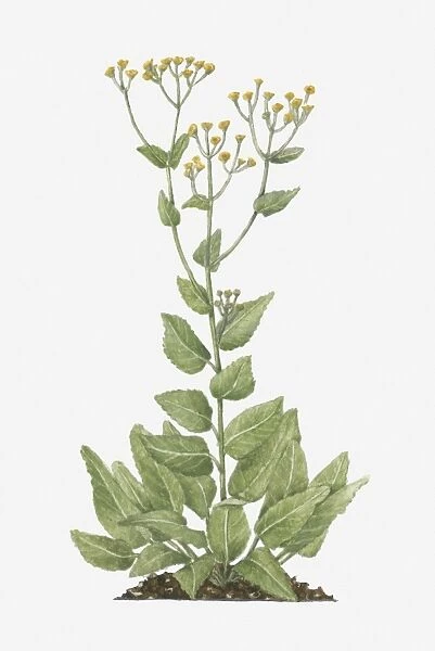 Illustration of Tanacetum balsamita, or Balsamita vulgaris (Alecost) bearing yellow button-like flowers on tall stems with green leaves below