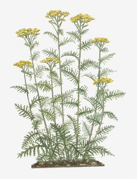 Illustration of Tanacetum vulgare (Common Tansy) bearing yellow button-like flowers on tall stems with pinnately lobed green leaves below
