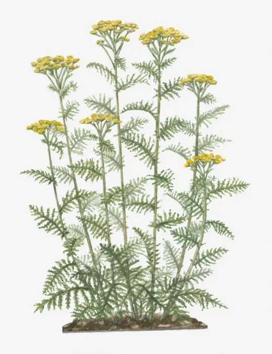 Framed Print : Illustration of Tanacetum vulgare (Common Tansy) bearing yellow button-like flowers on tall stems with pinnately lobed green leaves below Framed Print : Illustration of Tanacetum vulgare (Common Tansy) bearing yellow button-like flowers on tall stems with pinnately lobed green leaves below