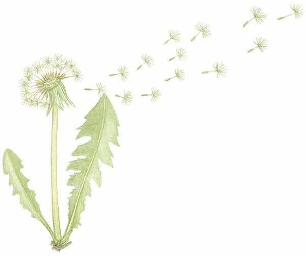 Illustration of Taraxacum officinale (Common Dandelion), seed dispersal from dry flower head after pollination