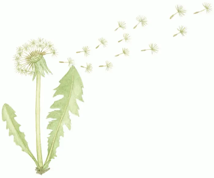 Framed Print : Illustration of Taraxacum officinale (Common Dandelion), seed dispersal from dry flower head after pollination Framed Print : Illustration of Taraxacum officinale (Common Dandelion), seed dispersal from dry flower head after pollination