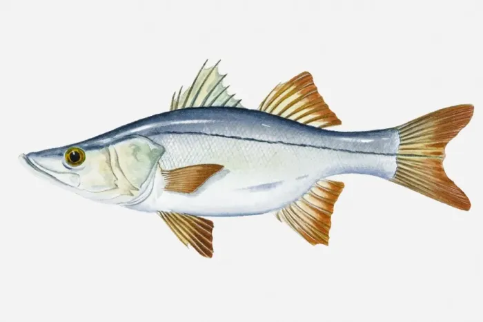 Framed Print : Illustration of Tarpon Snook (Centropomus pectinatus) fish Framed Print : Illustration of Tarpon Snook (Centropomus pectinatus) fish