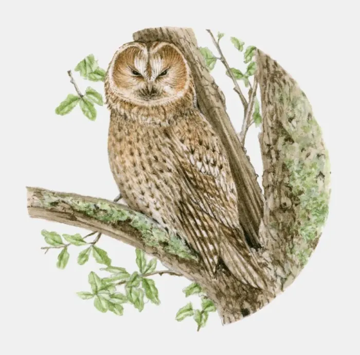 Framed Print : Illustration of a Tawny owl (Strix aluco) sitting on a tree branch Framed Print : Illustration of a Tawny owl (Strix aluco) sitting on a tree branch