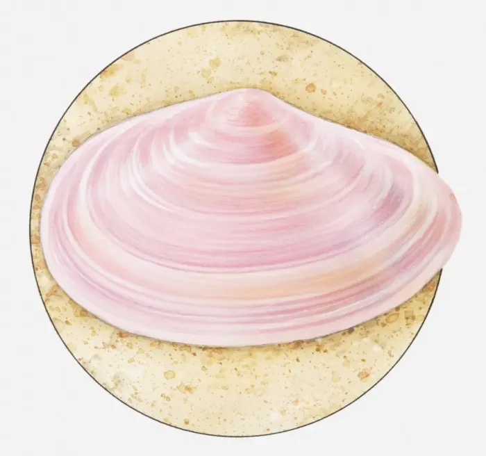 Framed Print : Illustration of Thin tellin (Tellina tenuis) shell in sand Framed Print : Illustration of Thin tellin (Tellina tenuis) shell in sand