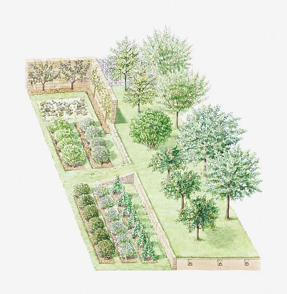Illustration of a temperate climate orchard