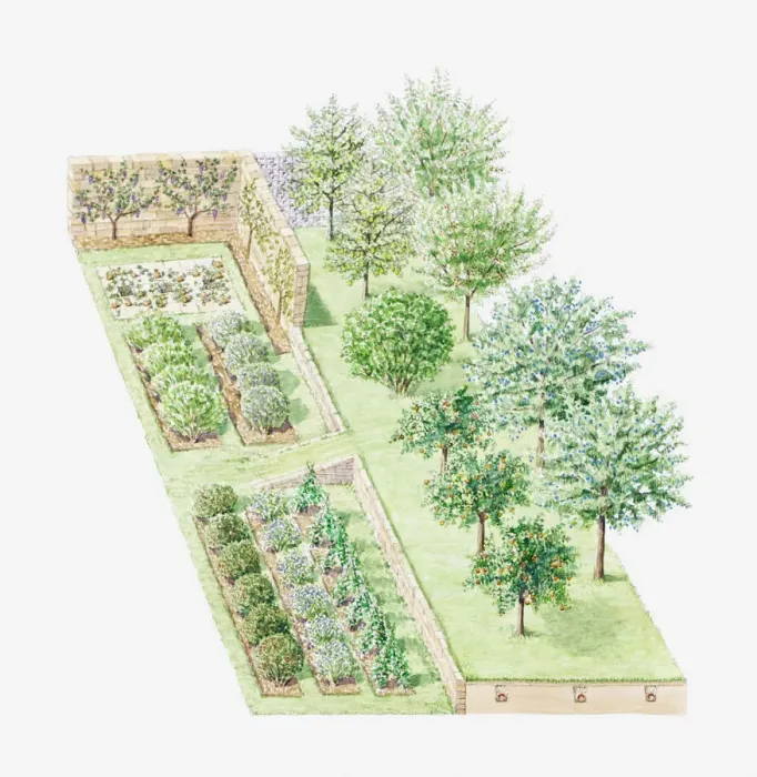 Framed Print : Illustration of a temperate climate orchard Framed Print : Illustration of a temperate climate orchard