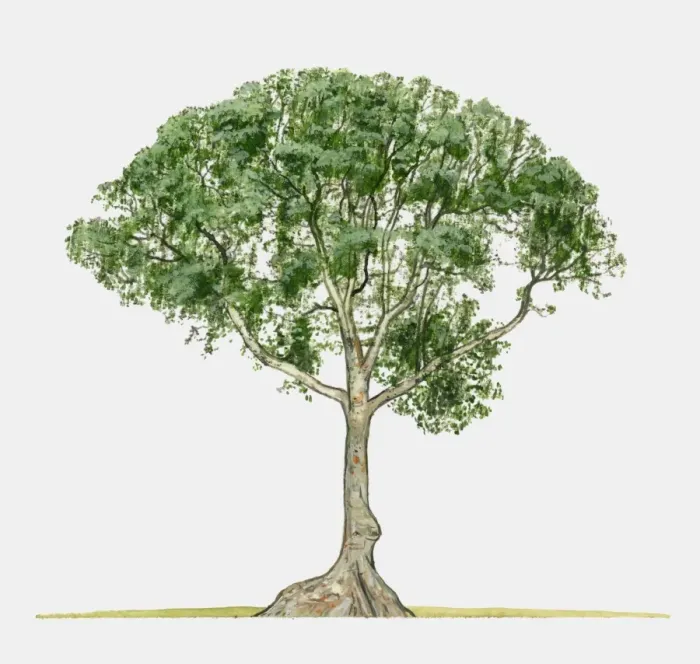 Framed Print : Illustration of Terminalia catappa (Java Almond), a large tropical tree Framed Print : Illustration of Terminalia catappa (Java Almond), a large tropical tree