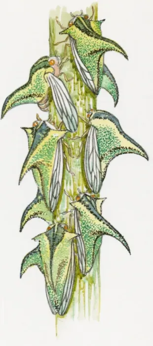 Framed Print : Illustration of Thorn Bugs (Umbonia crassicornis) on stem showing pronotal horns Framed Print : Illustration of Thorn Bugs (Umbonia crassicornis) on stem showing pronotal horns