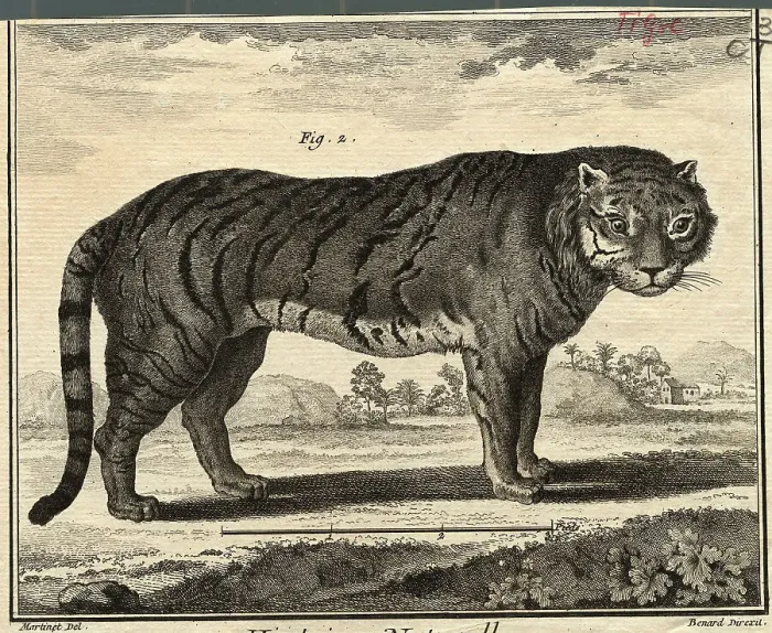 Framed Print : Illustration of Tiger from Natural History Framed Print : Illustration of Tiger from Natural History