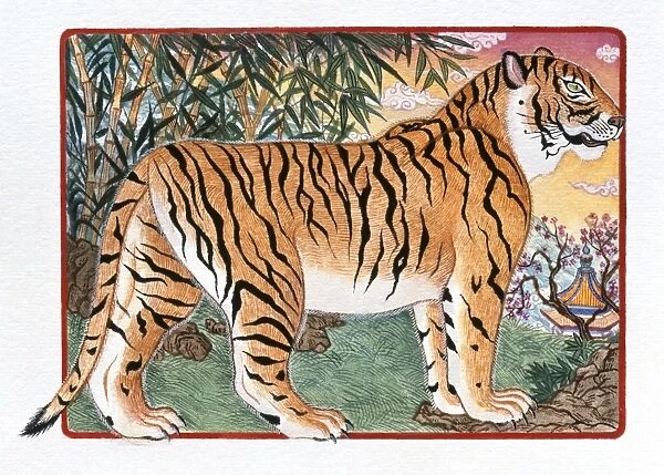 BENGAL TIGER. Line engraving, 19th century available as Framed Prints,  Photos, Wall Art and Photo Gifts
