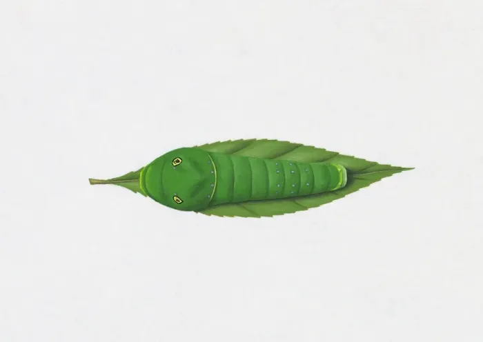 Framed Print : Illustration of Tiger Swallowtail (Papilio Glaucus) caterpillar blending in on green leaf Framed Print : Illustration of Tiger Swallowtail (Papilio Glaucus) caterpillar blending in on green leaf