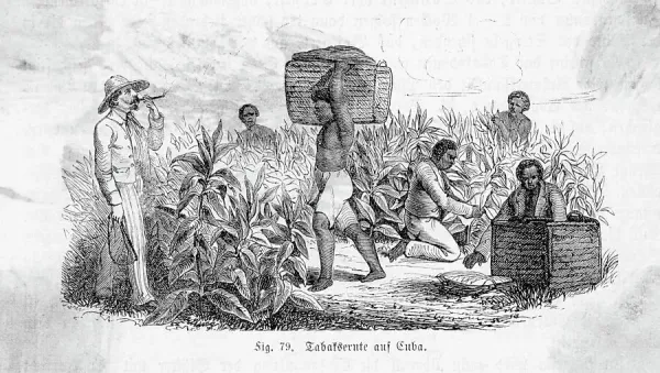 tobacco and slavery Prints of Illustration of Tobacco Harvest and Slave Labor in Cuba