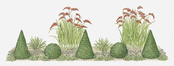 Illustration of topiary in domestic garden