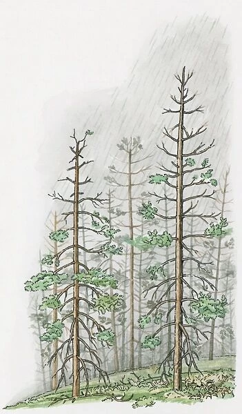 Illustration of torrential acid rain damaging tall trees on hill