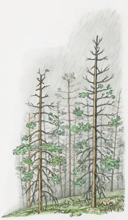 Framed Print : Illustration of torrential acid rain damaging tall trees on hill