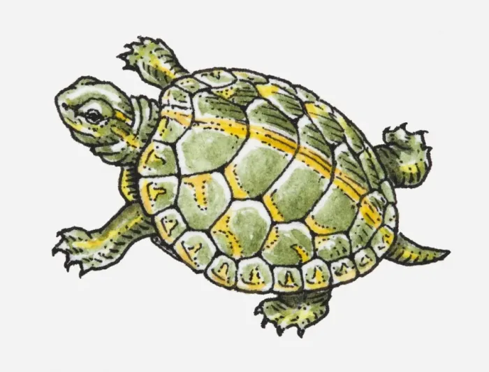 Framed Print : Illustration of a tortoise Framed Print : Illustration of a tortoise