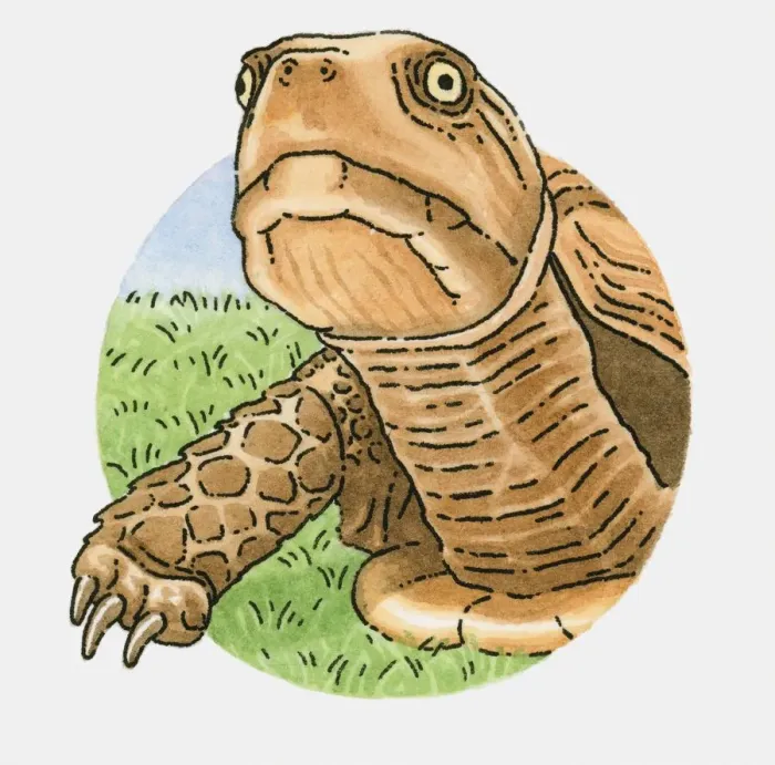Framed Print : Illustration of tortoise head Framed Print : Illustration of tortoise head