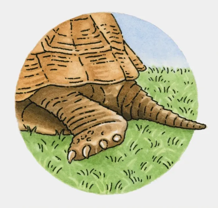 Framed Print : Illustration of tortoise tail and back leg Framed Print : Illustration of tortoise tail and back leg