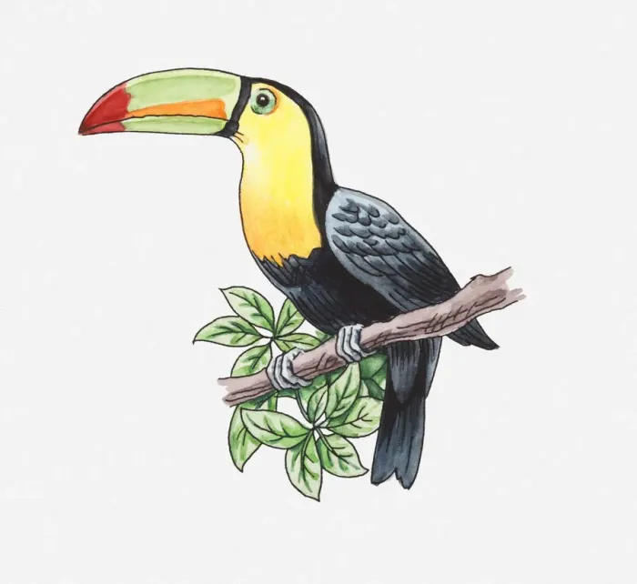 Framed Print : Illustration of a toucan perching on a branch Framed Print : Illustration of a toucan perching on a branch