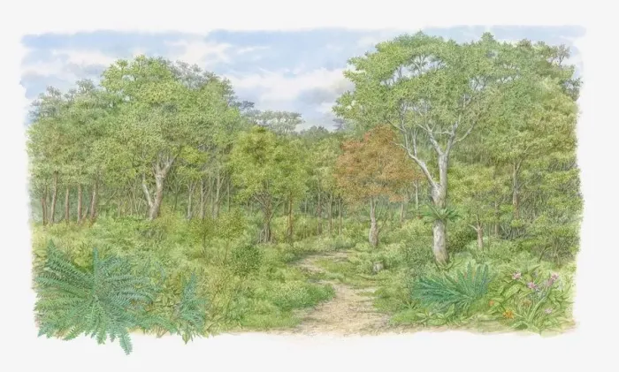 Framed Print : Illustration of trail through one of Kenyas lush forests