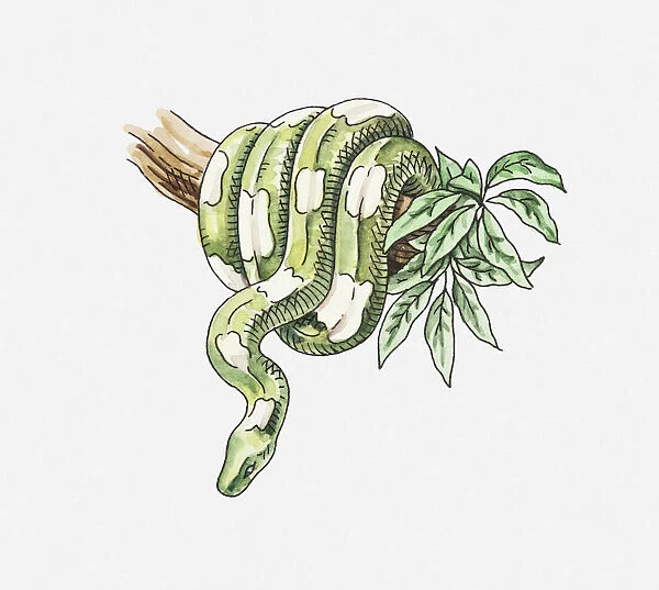 Illustration of a Tree boa (Corallus sp. ) coiled around tree branch