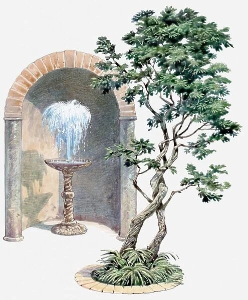 Illustration of tree with entwined branches and a fountain