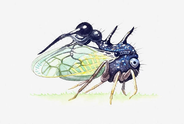 Illustration of Treehopper showing thorn-like pronotum