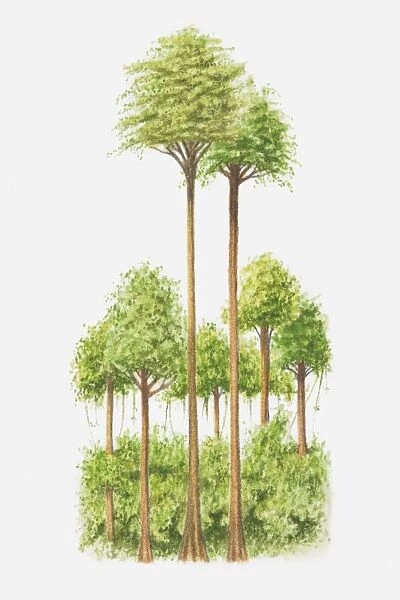 Illustration of trees in tropical rainforest