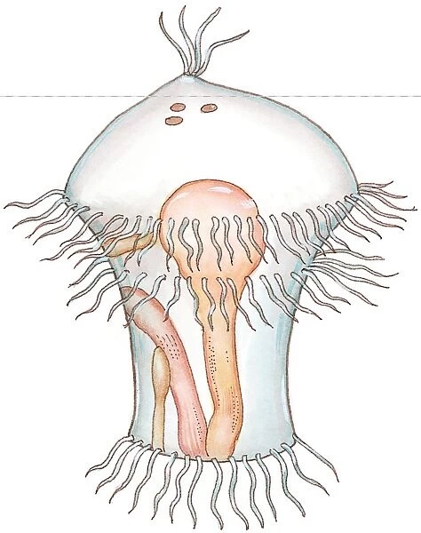 Illustration of Trochophore, a transparent marine larva showing internal organs and abundance of external cilia
