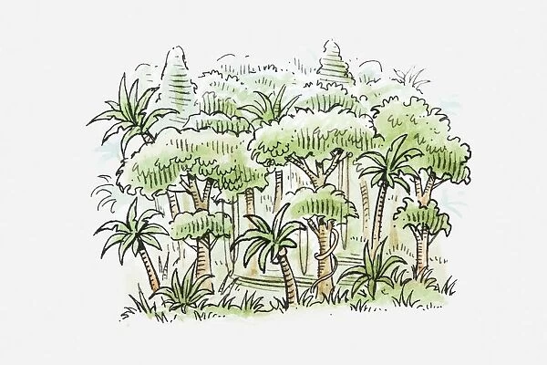 Illustration of a tropical forest