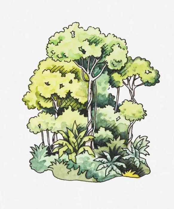 Framed Print : Illustration of tropical rainforest