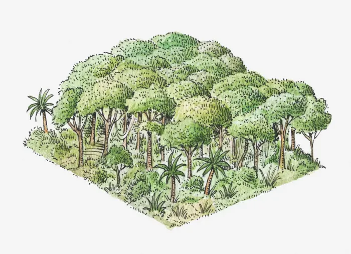 Framed Print : Illustration of tropical rainforest Framed Print : Illustration of tropical rainforest