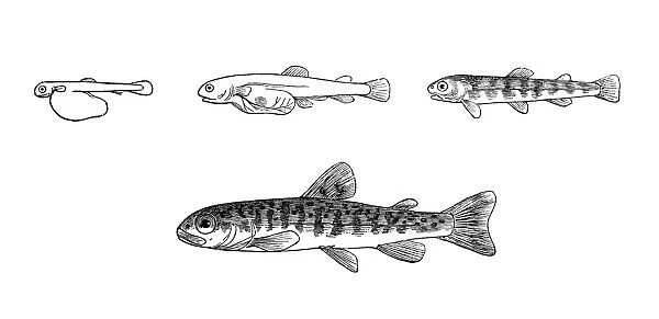 Trout. Illustration of a trout development