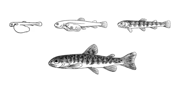 Framed Print : Trout. Illustration of a trout development Framed Print : Trout. Illustration of a trout development
