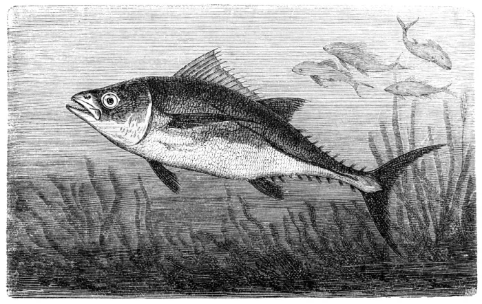 Framed Print : Tuna. Illustration of a Tuna Framed Print : Tuna. Illustration of a Tuna