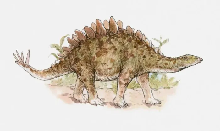 Framed Print : Illustration of a Tuojiangosaurus, a type of stegosaur, Jurassic period Framed Print : Illustration of a Tuojiangosaurus, a type of stegosaur, Jurassic period