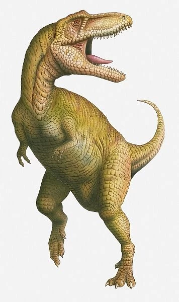 Illustration of a Tyrannosaurus Rex with its mouth wide open, late Cretaceous period