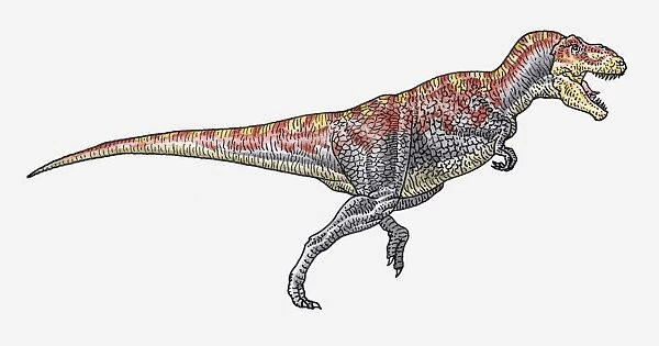 Illustration of Tyrannosaurus theropod dinosaur