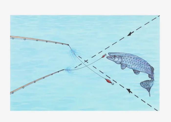 Framed Print : Illustration of using two-lure trick to catch Muskie fish Framed Print : Illustration of using two-lure trick to catch Muskie fish