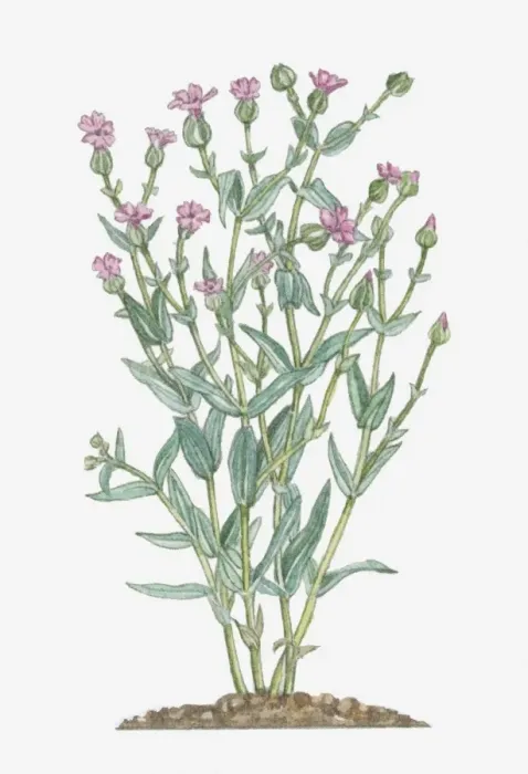 Framed Print : Illustration of Vaccaria Hispanica (Cowherb, Cowcockle) bearing dark pink flowers and buds on tall stems with green leaves