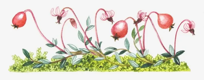 Framed Print : Illustration of Vaccinium oxycoccos (Common cranberry) Framed Print : Illustration of Vaccinium oxycoccos (Common cranberry)
