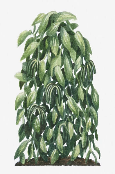 Illustration of Vanilla planifolia (Flat-leaved Vanilla) with large flat leaves