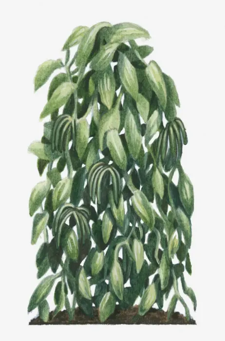 Framed Print : Illustration of Vanilla planifolia (Flat-leaved Vanilla) with large flat leaves